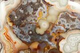 Polished Crazy Lace Agate Section - Mexico #323877-1
